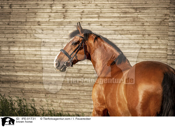 Warmblut / brown horse / IFE-01731