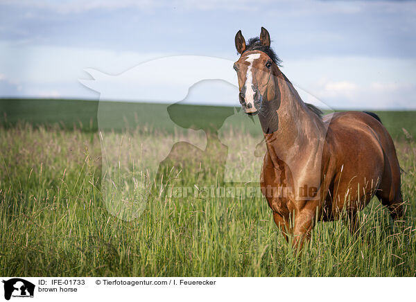 Warmblut / brown horse / IFE-01733