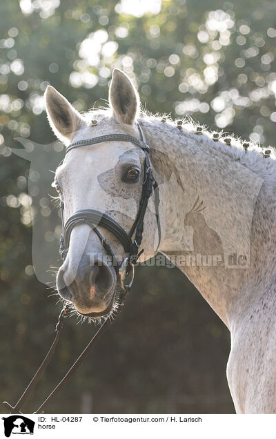 Warmblut / horse / HL-04287