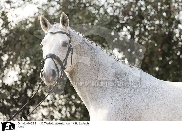 Warmblut / horse / HL-04288