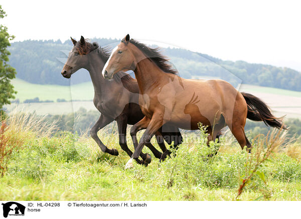 Warmblut / horse / HL-04298