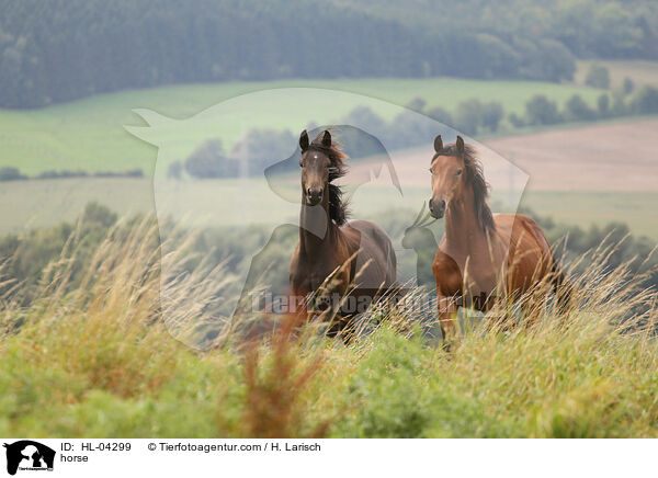 Warmblut / horse / HL-04299