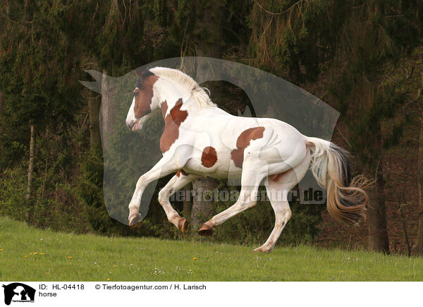 Warmblut / horse / HL-04418
