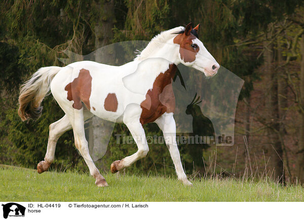 Warmblut / horse / HL-04419