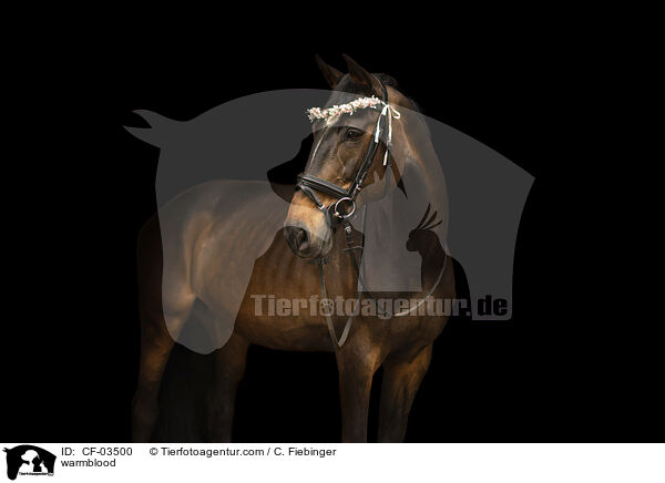 Warmblut / warmblood / CF-03500