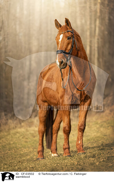 Warmblut / warmblood / CF-03502