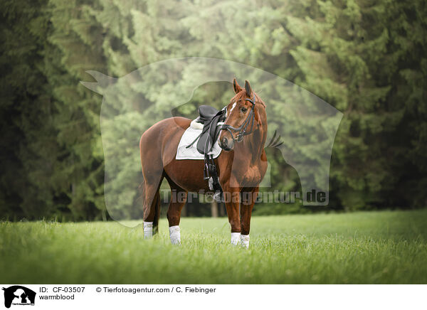 Warmblut / warmblood / CF-03507