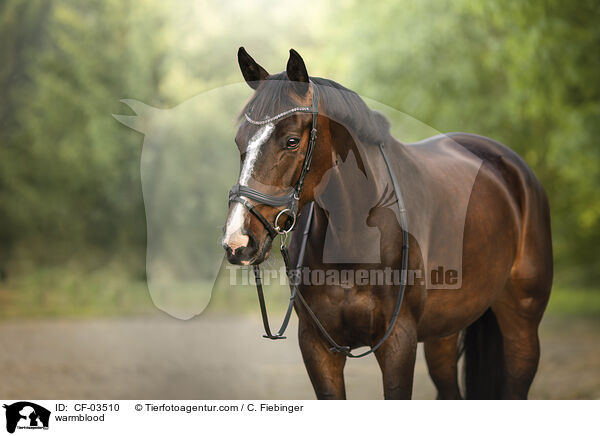 Warmblut / warmblood / CF-03510