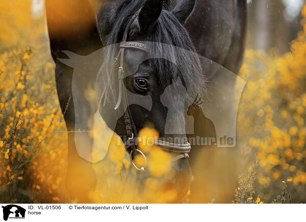 Warmblut / horse / VL-01506