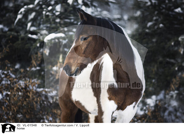 Warmblut / horse / VL-01548