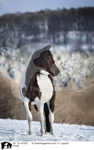 Warmblut / horse / VL-01551