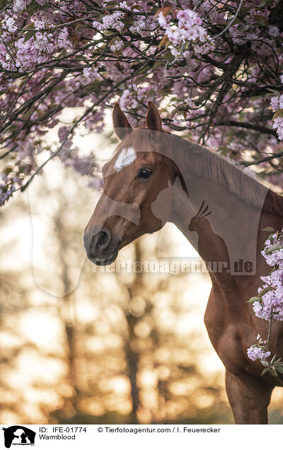 Warmblut / Warmblood / IFE-01774