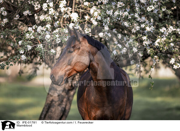 Warmblut / Warmblood / IFE-01781