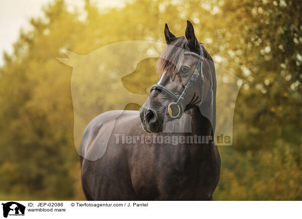 Warmblut Stute / warmblood mare / JEP-02086