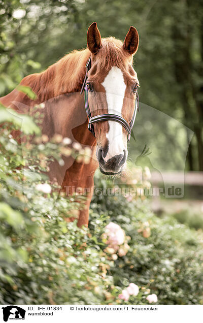 Warmblut / warmblood / IFE-01834