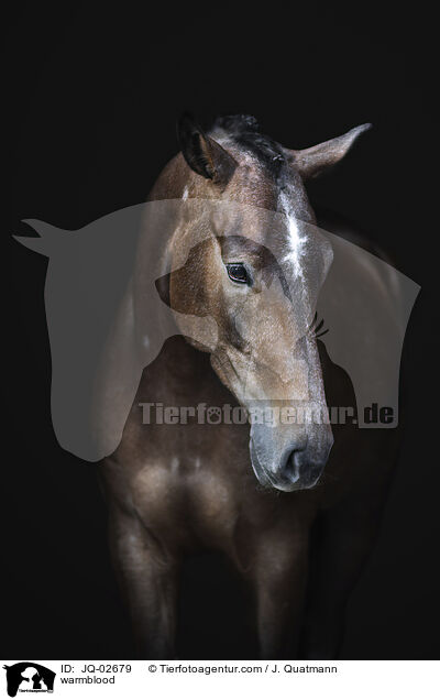 Warmblut / warmblood / JQ-02679