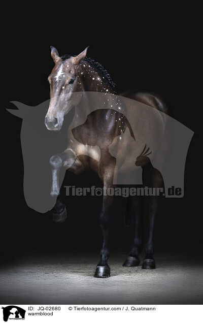 Warmblut / warmblood / JQ-02680