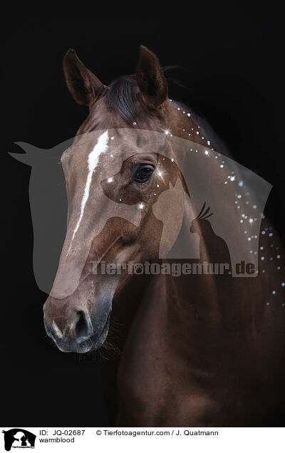 Warmblut / warmblood / JQ-02687
