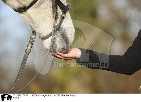 Warmblut / horse / KB-20062