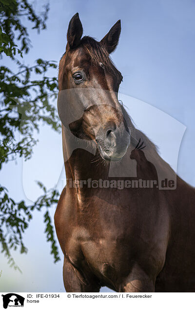 Warmblut / horse / IFE-01934