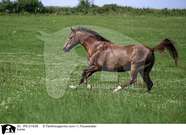 Warmblut / horse / IFE-01938