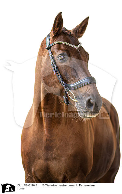 Warmblut / horse / IFE-01948