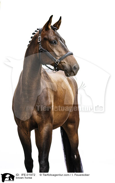 Warmblut / brown horse / IFE-01972