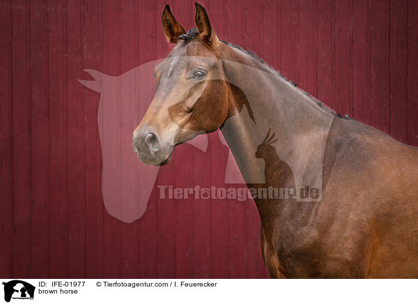 Warmblut / brown horse / IFE-01977