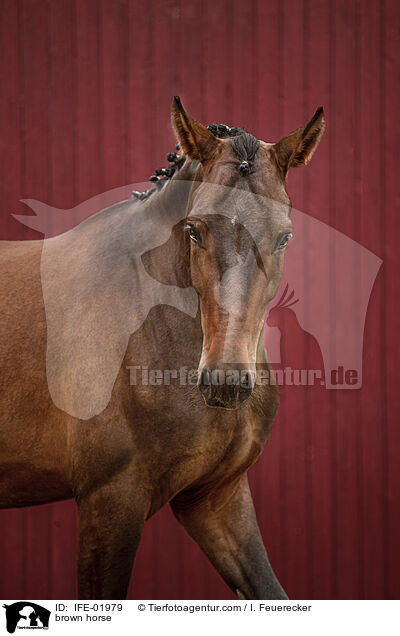 Warmblut / brown horse / IFE-01979