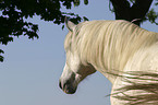 white horse