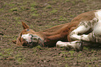 wallowing horse