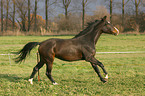 galloping warmblood