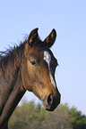 horse portrait