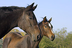 Portrait of two horses