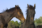 Portrait of two horses