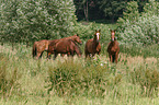 herd of horses