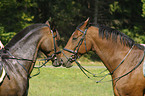 snuffling horses