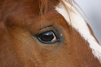 horse eye