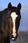 portrait of a brown horse