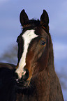 portrait of a brown horse