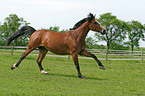 running horse