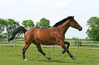 running horse