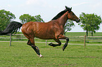 running horse