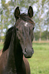 warmblood portrait