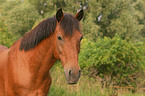 pony portrait