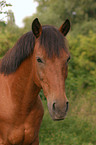 Pony Portrait