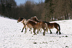 herd of horses in the snow