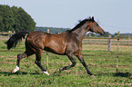 trotting horse