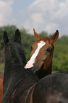 cleaning horses