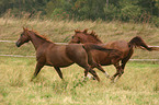 running horses